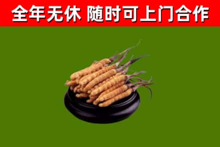 大名回收冬虫夏草