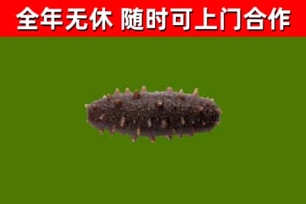 大名回收海参干